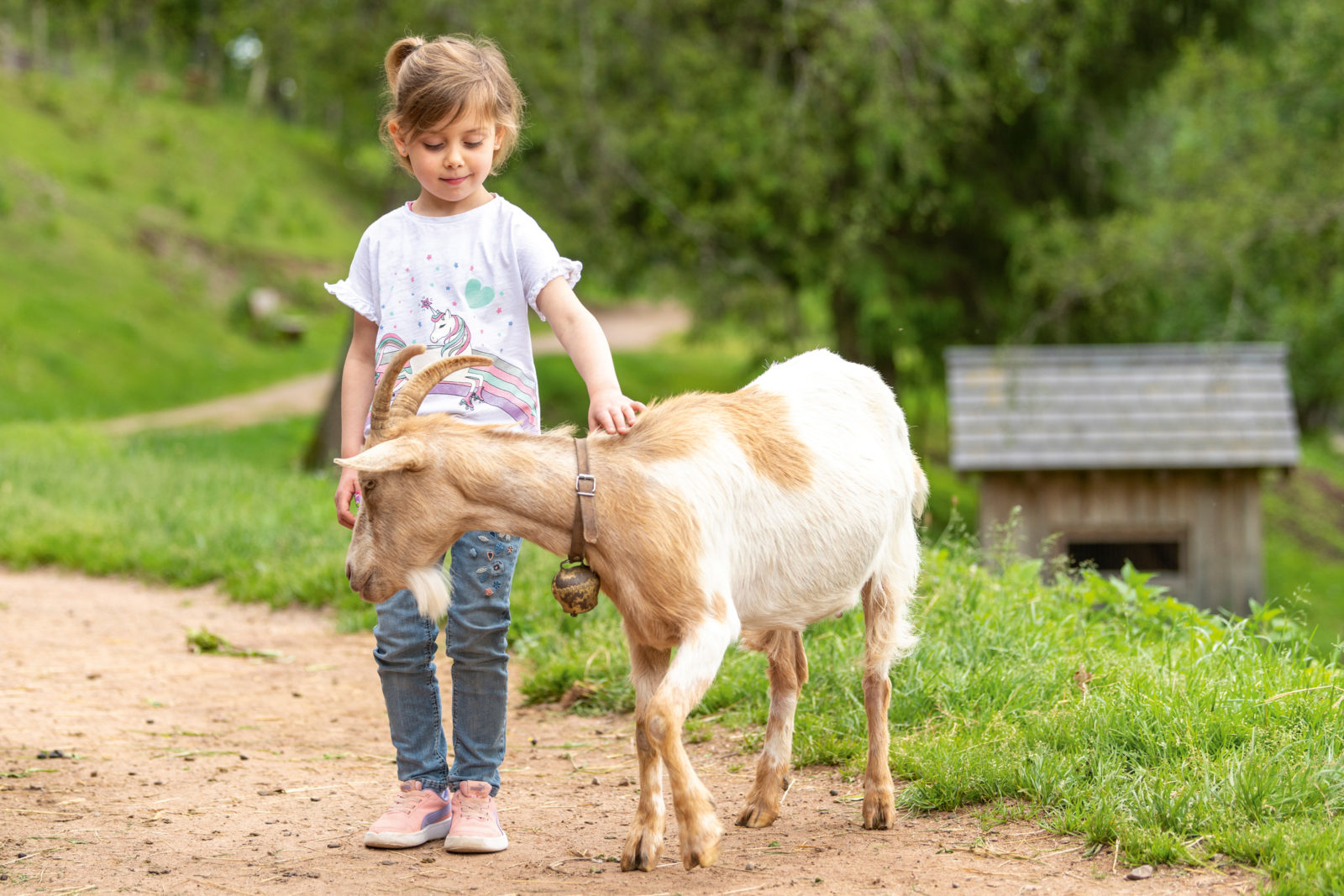 Unterkirnach Tannis Tierscheune Ziegen